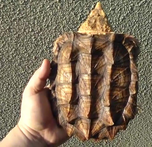 Rùa Cá Sấu Alligator Snapping Turtle Rùa Cá Sấu Alligator Snapping Turtle