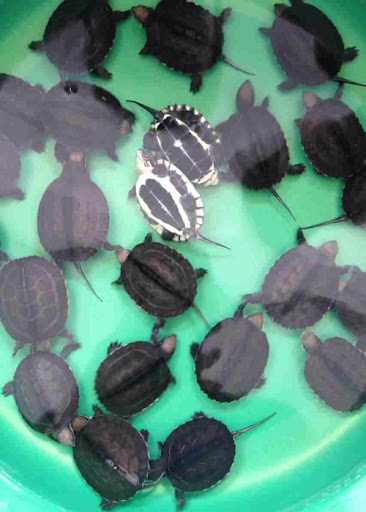 Cách chăm sóc rùa câm từ 5 tháng tuổi trở đi Cách chăm sóc rùa câm từ 5 tháng tuổi trở đi