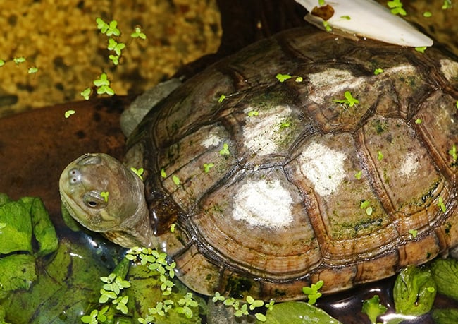 Chăm sóc rùa bố mẹ giai đoạn sinh sản Chăm sóc rùa bố mẹ giai đoạn sinh sản