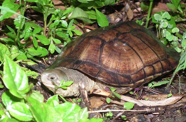 Không cho rùa ăn quá nhiều Không cho rùa ăn quá nhiều