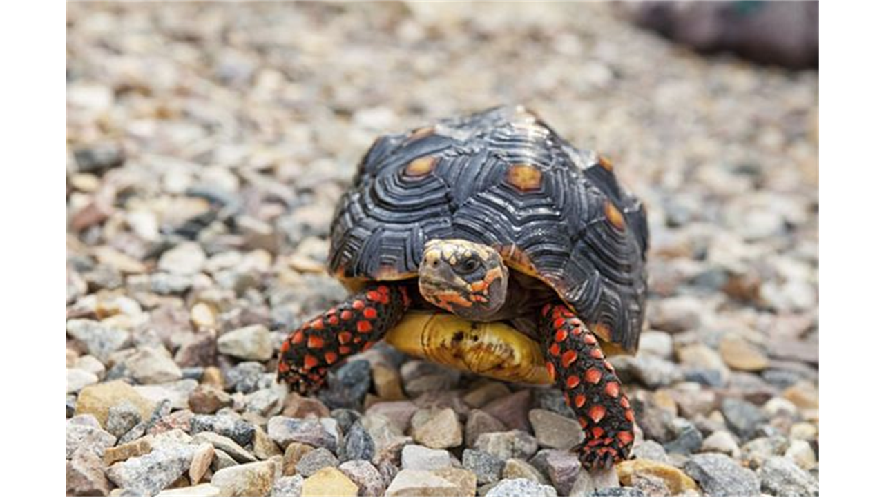 Sự phân bổ của rùa Chân Đỏ Sự phân bổ của rùa Chân Đỏ