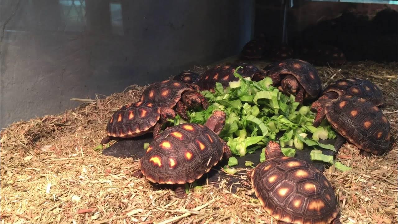 Kiểm soát lượng thức ăn của rùa chân đỏ Kiểm soát lượng thức ăn của rùa chân đỏ