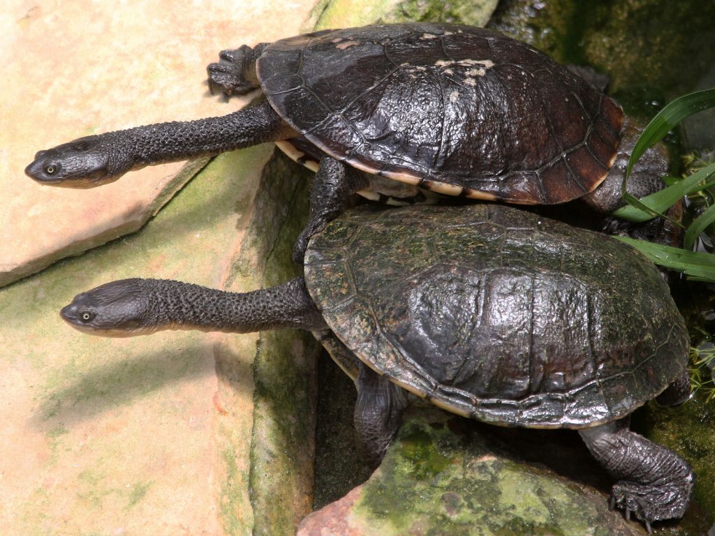 Môi trường sống bản địa của rùa cổ rắn Môi trường sống bản địa của rùa cổ rắn