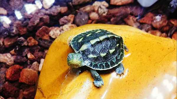 Nuôi rùa cổ sọc như thế nào? Nuôi rùa cổ sọc như thế nào?