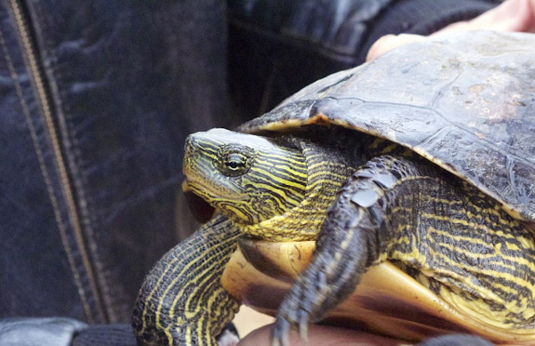 Mua rùa cổ sọc ở đâu, giá rùa cổ sọc Mua rùa cổ sọc ở đâu, giá rùa cổ sọc