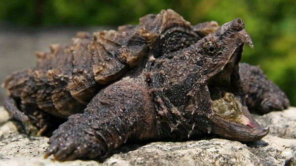 Cách chăm sóc rùa Common Snapping baby Cách chăm sóc rùa Common Snapping baby