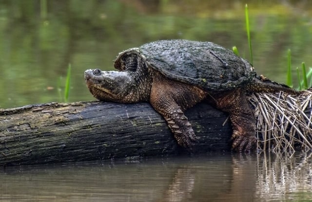 Đặc điểm nổi bật của rùa Common Snapping Đặc điểm nổi bật của rùa Common Snapping