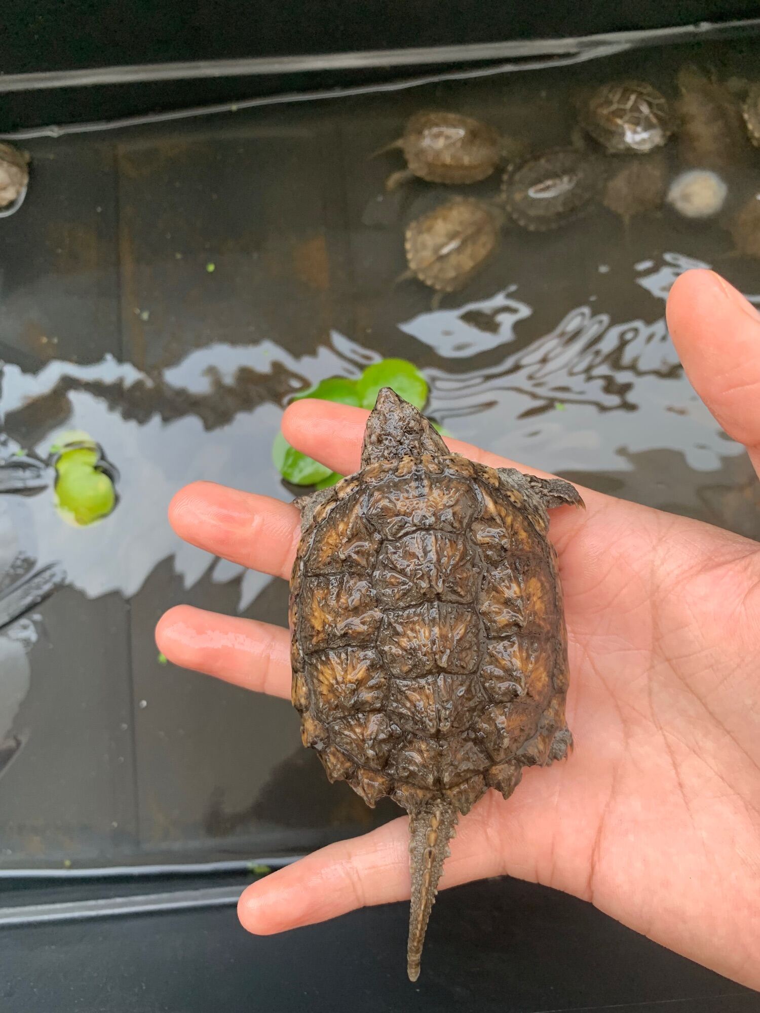 Tính khí của Rùa Common Snapping Tính khí của Rùa Common Snapping