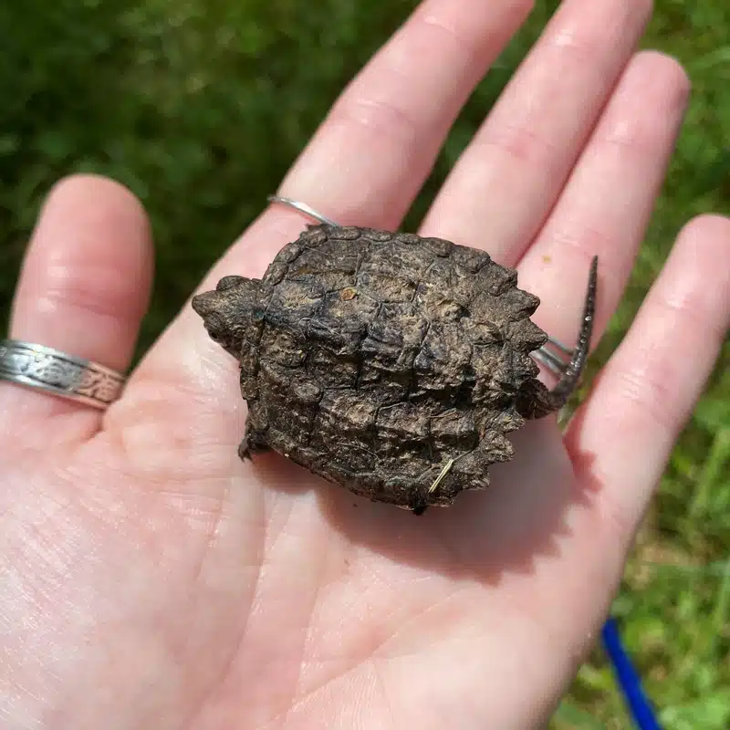 Cách chăm sóc rùa Common Snapping baby Cách chăm sóc rùa Common Snapping baby