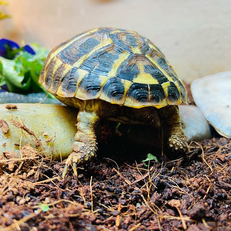 Hành vi và tính khí của Rùa Hermann