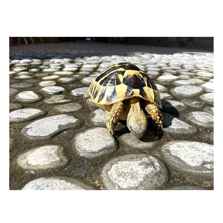 Ánh sáng thích hợp để nuôi Rùa Hermann