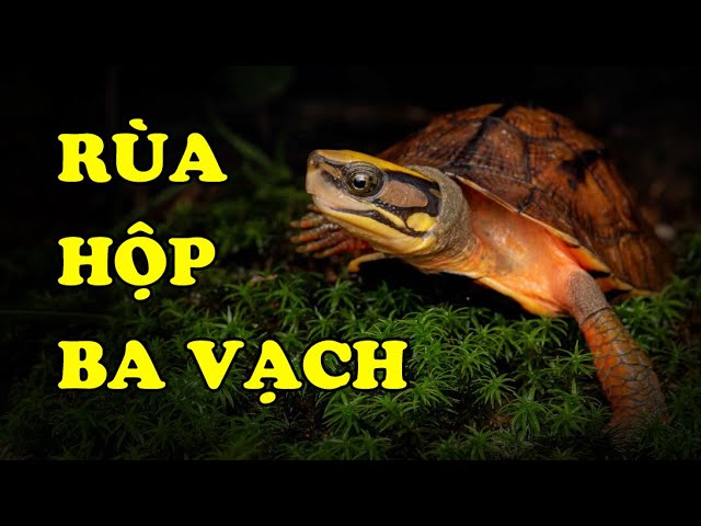 Rùa hộp ba vạch Rùa hộp ba vạch