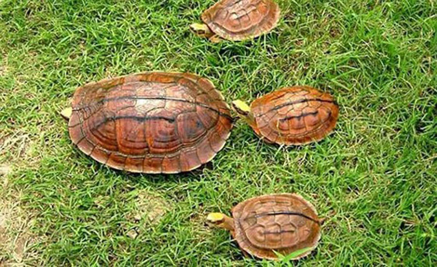 Phân bố và môi trường sống rùa hộp ba vạch Phân bố và môi trường sống rùa hộp ba vạch