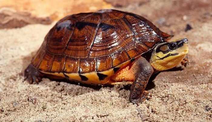 Bí ẩn loài rùa đắt như vàng ròng ở rừng nam Trung Bộ Bí ẩn loài rùa đắt như vàng ròng ở rừng nam Trung Bộ