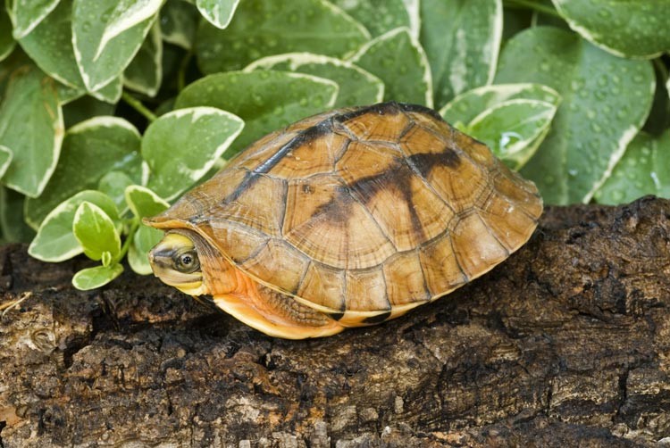 Rùa hộp ba vạch