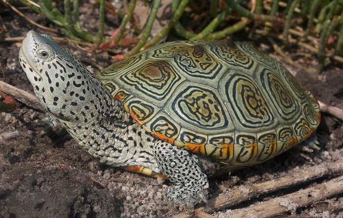 Rùa Kim Cương có gì đặc biệt? Đặc điểm, hình dáng rùa kim cương Rùa Kim Cương có gì đặc biệt? Đặc điểm, hình dáng rùa kim cương