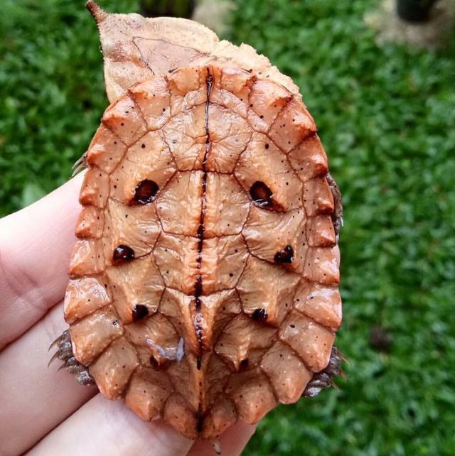 Rùa lá Mata Mata Rùa lá Mata Mata