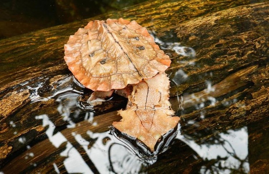 Đặc điểm cơ thể của rùa lá Mata Mata Đặc điểm cơ thể của rùa lá Mata Mata