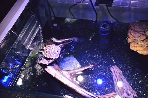 Bể nuôi rùa lá Mata Mata trong điều kiện nuôi nhốt Bể nuôi rùa lá Mata Mata trong điều kiện nuôi nhốt