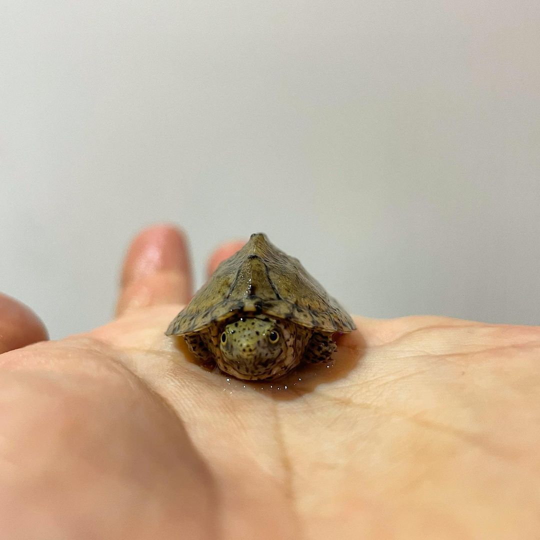 Thông tin chung về Rùa lưỡi dao – Razor Turtle Thông tin chung về Rùa lưỡi dao – Razor Turtle