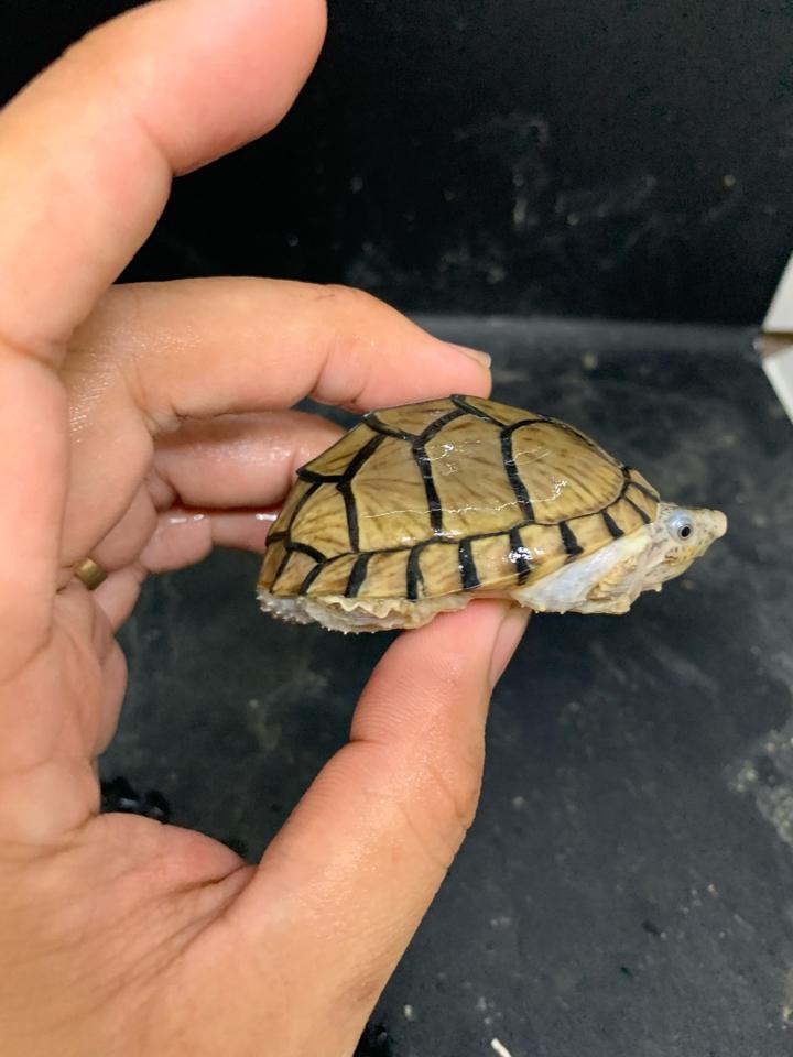 Rùa lưỡi dao cần chuồng nuôi có kích thước bao nhiêu? Rùa lưỡi dao cần chuồng nuôi có kích thước bao nhiêu?