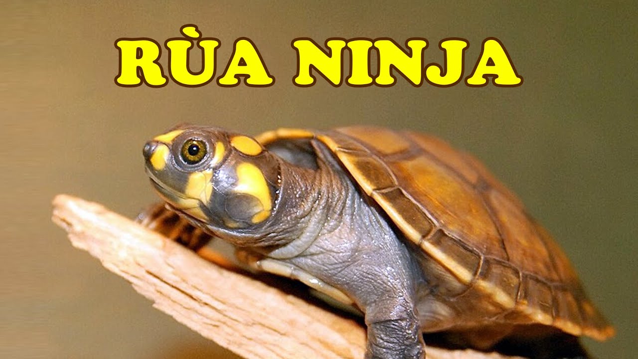 Tìm hiểu về Rùa Ninja Tìm hiểu về Rùa Ninja