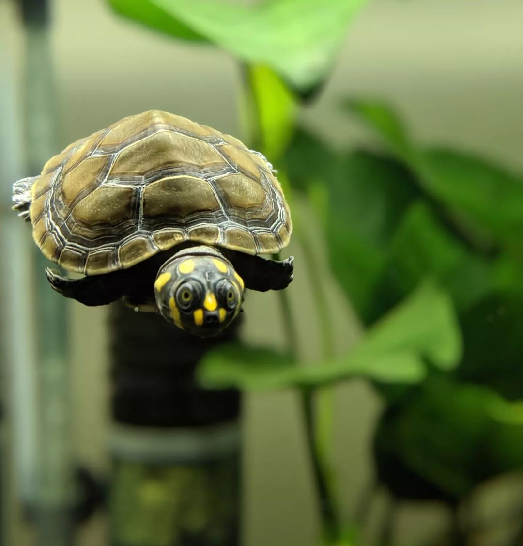 Môi trường sống Rùa Ninja (Yellow Spotted River Turtle) Môi trường sống Rùa Ninja (Yellow Spotted River Turtle)