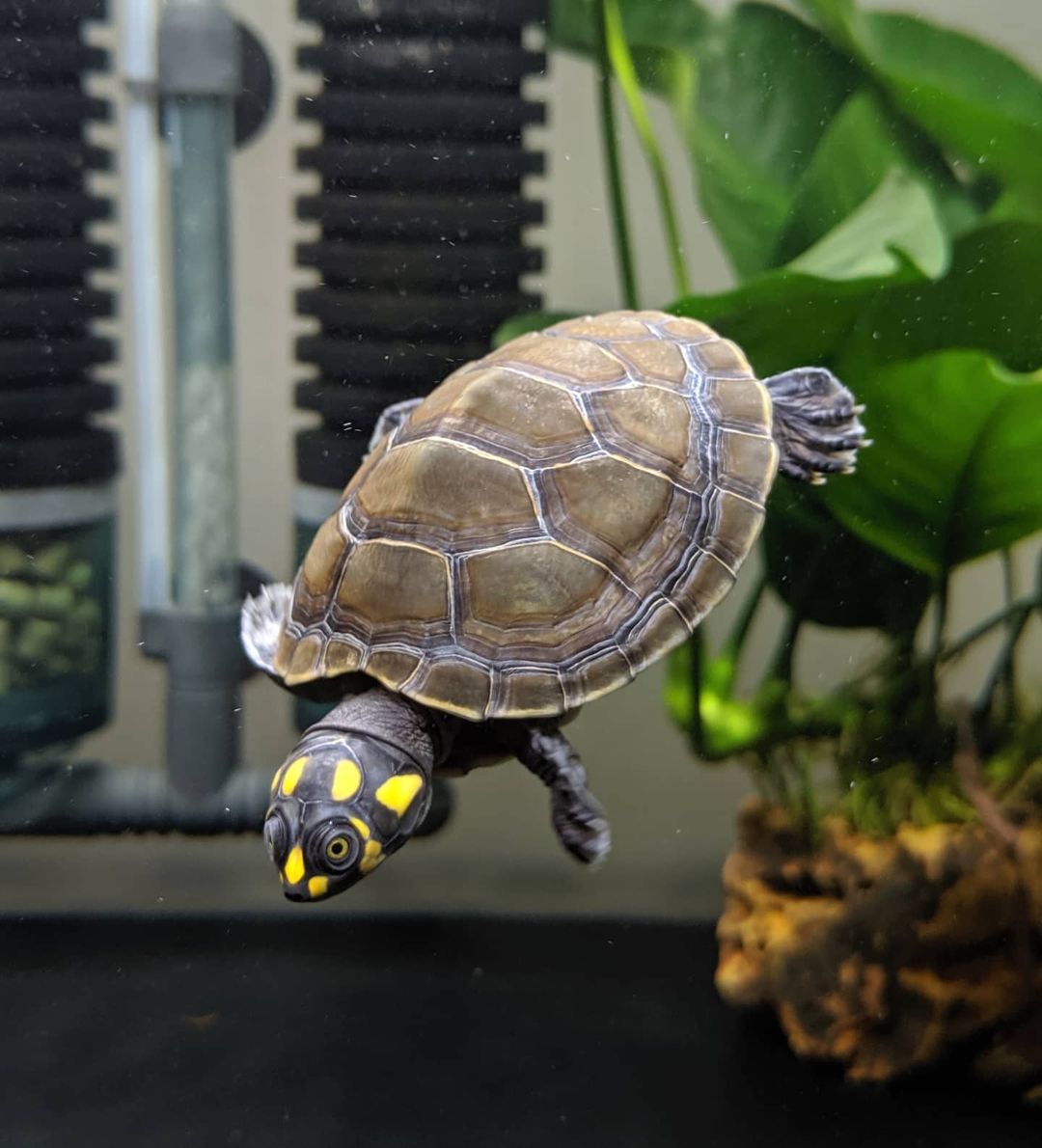 Một số lưu ý khi cho rùa ăn Một số lưu ý khi cho rùa ăn