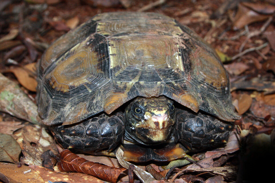 Đặc điểm nhận dạng rùa núi viền Đặc điểm nhận dạng rùa núi viền