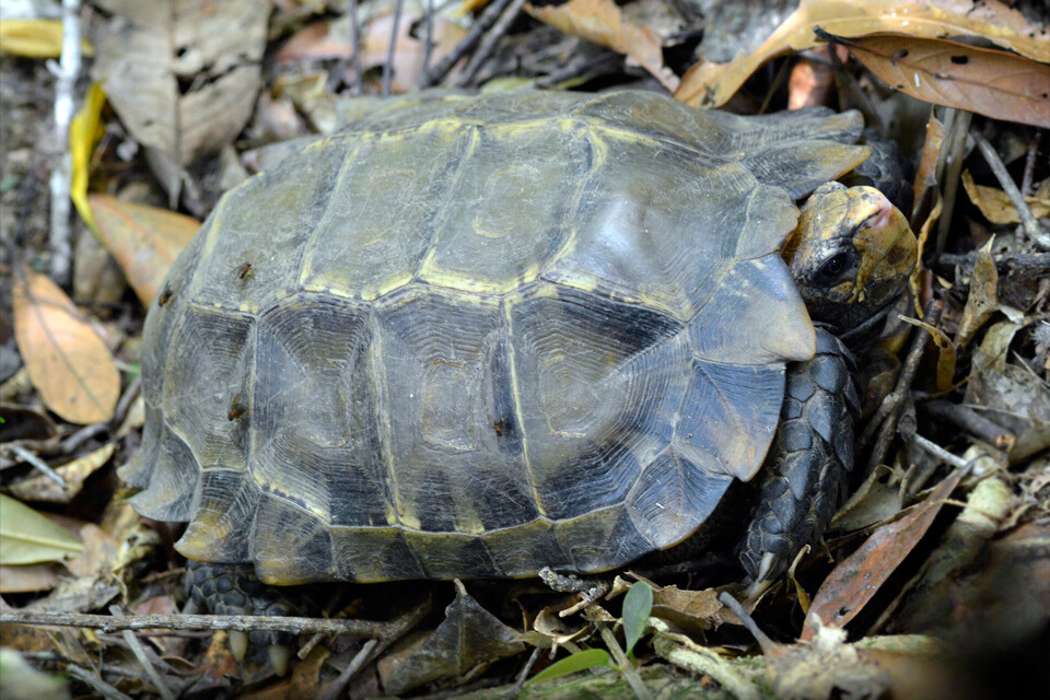 Hoạt động thường ngày của rùa núi viền Hoạt động thường ngày của rùa núi viền