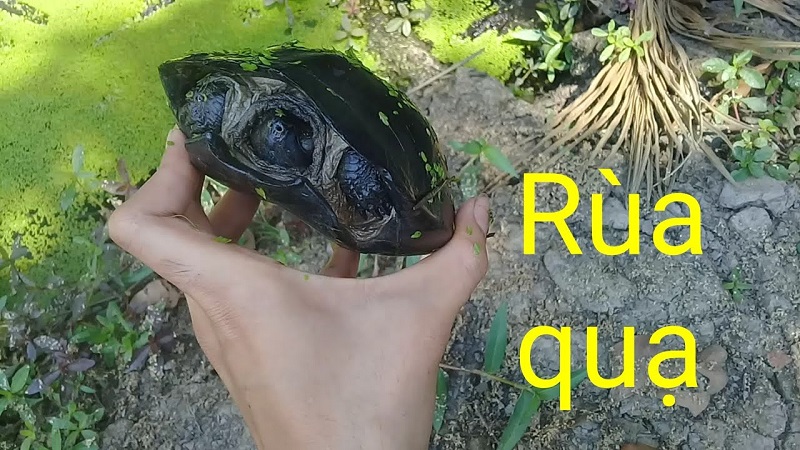 Đặc điểm nhận biết rùa quạ cổ bự Đặc điểm nhận biết rùa quạ cổ bự