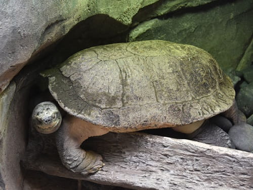 Giới thiệu về Rùa răng Giới thiệu về Rùa răng