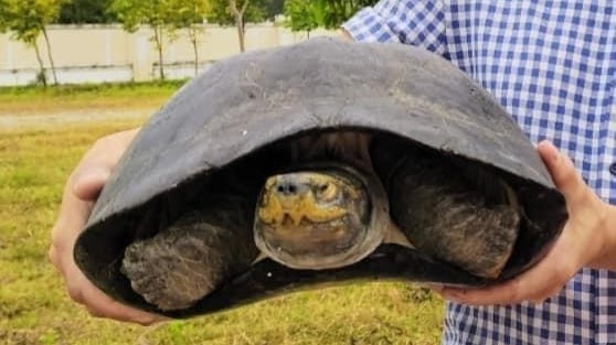 Đặc điểm về Rùa răng Đặc điểm về Rùa răng