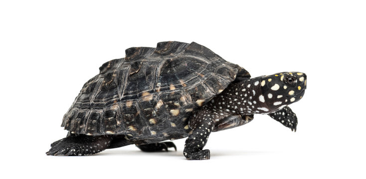 Kích thước Rùa sao đêm không quá to