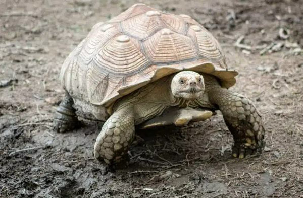 Chăm sóc rùa cạn Sulcata bị sỏi thận