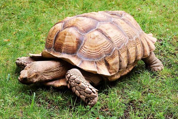 Những lưu ý khi mua rùa cạn Sulcata