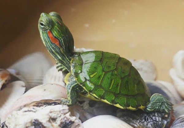 Cách nuôi rùa Tai Đỏ baby đúng cách