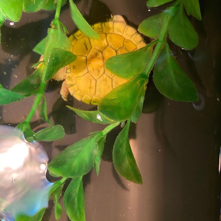 Những lưu ý khi nuôi rùa tai đỏ Albino