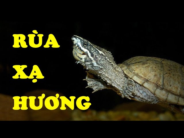 Thông tin chung về rùa Xạ Hương – Common Musk Turtle