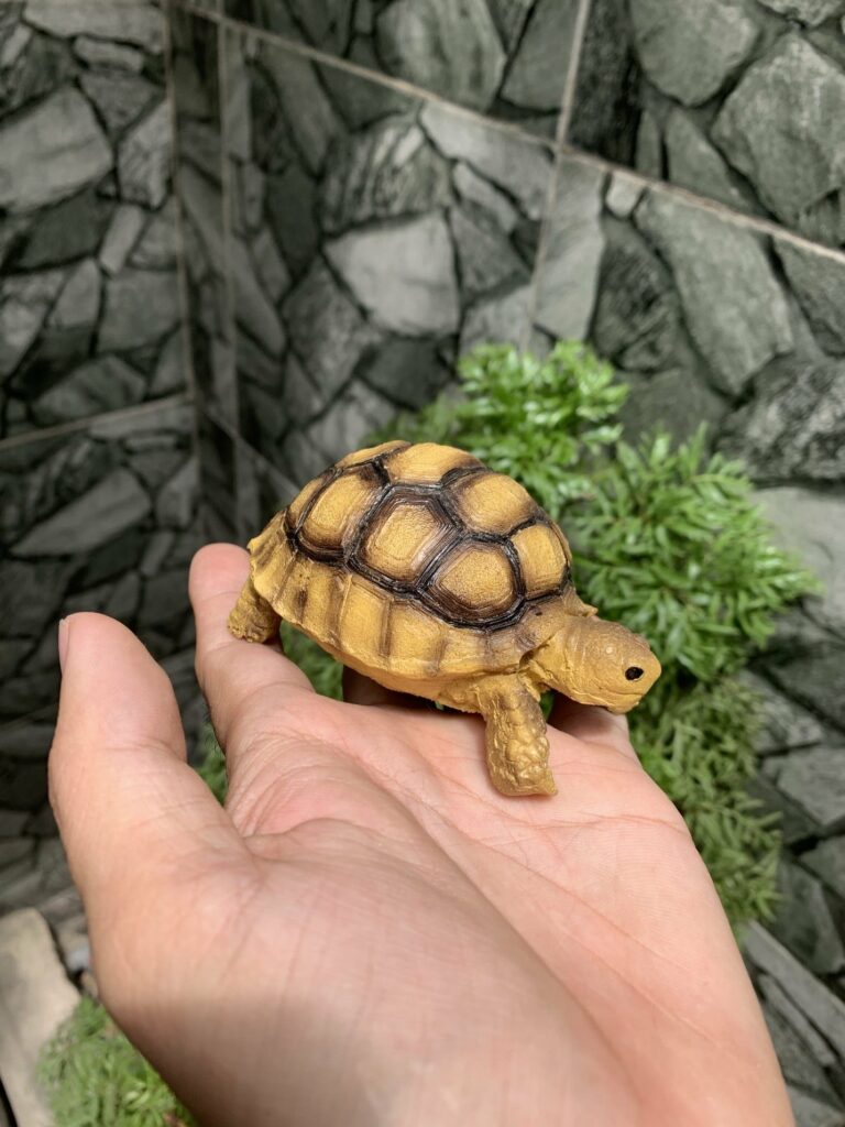 Pyramid - Bệnh ở Rùa Sulcata cảnh nguy hiểm Pyramid - Bệnh ở Rùa Sulcata cảnh nguy hiểm