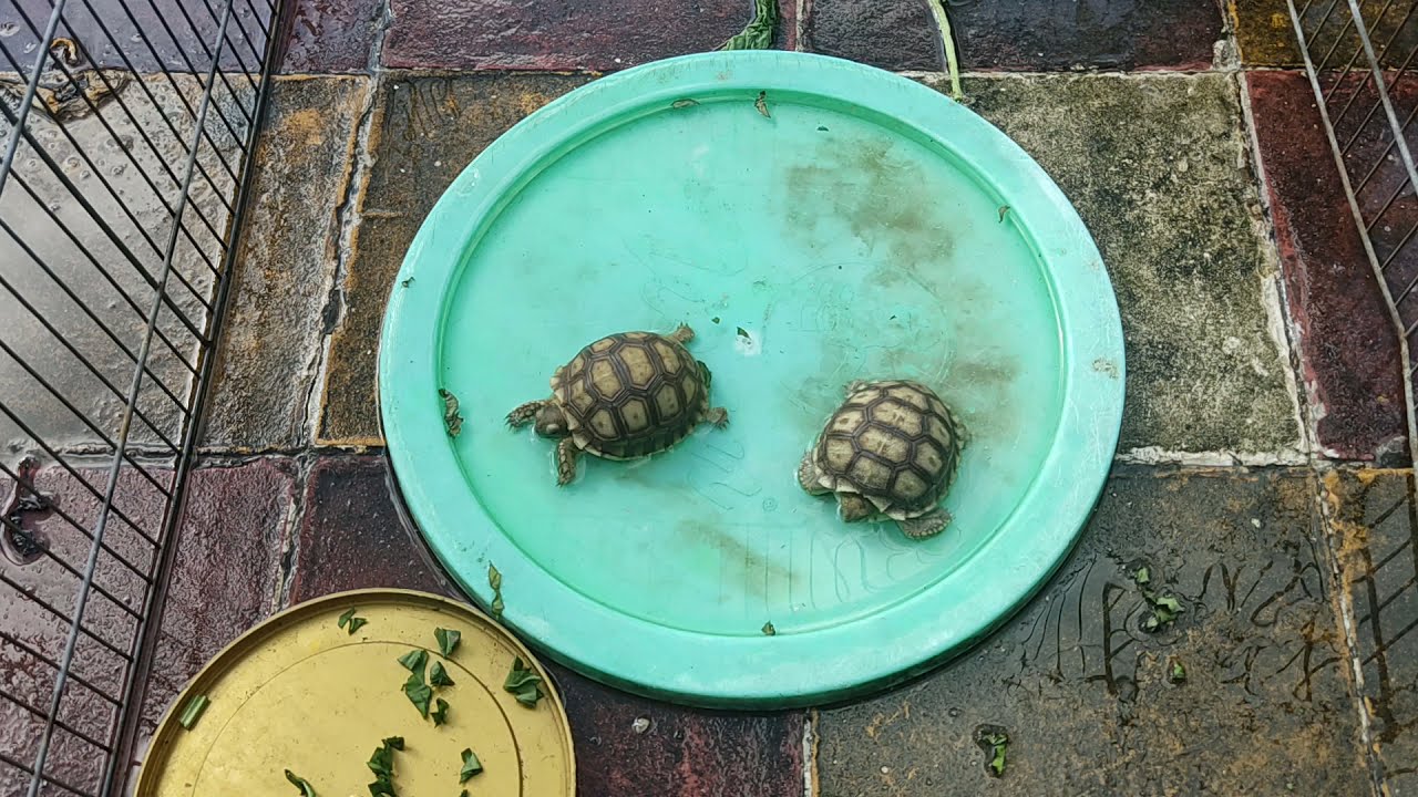 Urat - Bệnh ở Rùa Sulcata cảnh nguy hiểm Urat - Bệnh ở Rùa Sulcata cảnh nguy hiểm