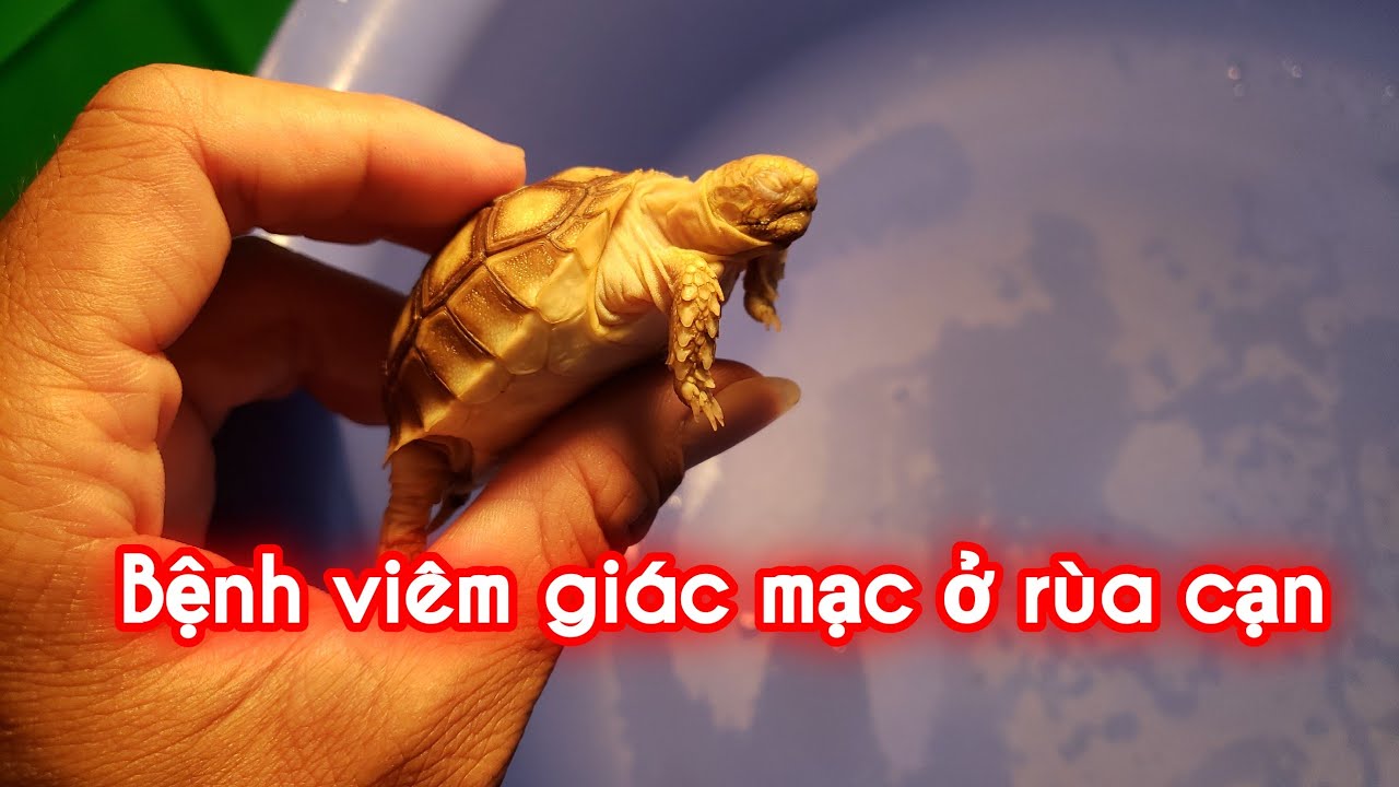 Viêm mắt ở rùa sulcata Viêm mắt ở rùa sulcata