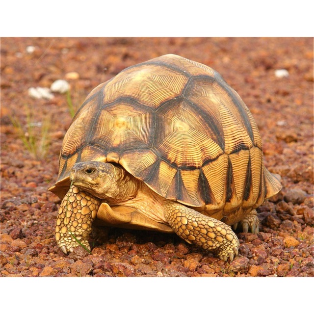 Vai trò của Vitamin D trong việc hỗ trợ hấp thụ Canxi cho rùa Sulcata Vai trò của Vitamin D trong việc hỗ trợ hấp thụ Canxi cho rùa Sulcata