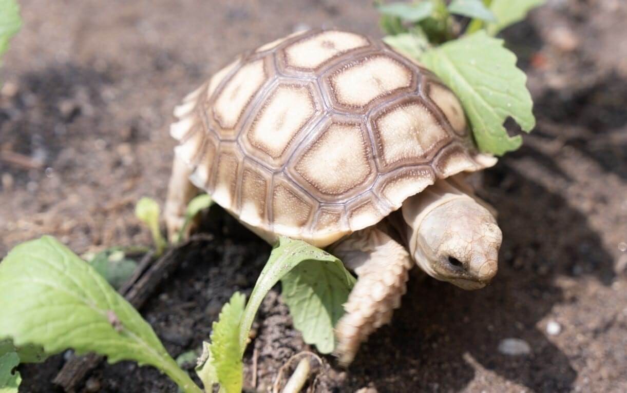Cho rùa Sulcata con ăn mỗi ngày Cho rùa Sulcata con ăn mỗi ngày