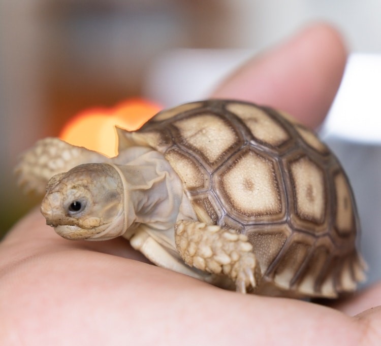 Đặc điểm hình dáng rùa Sulcata Đặc điểm hình dáng rùa Sulcata