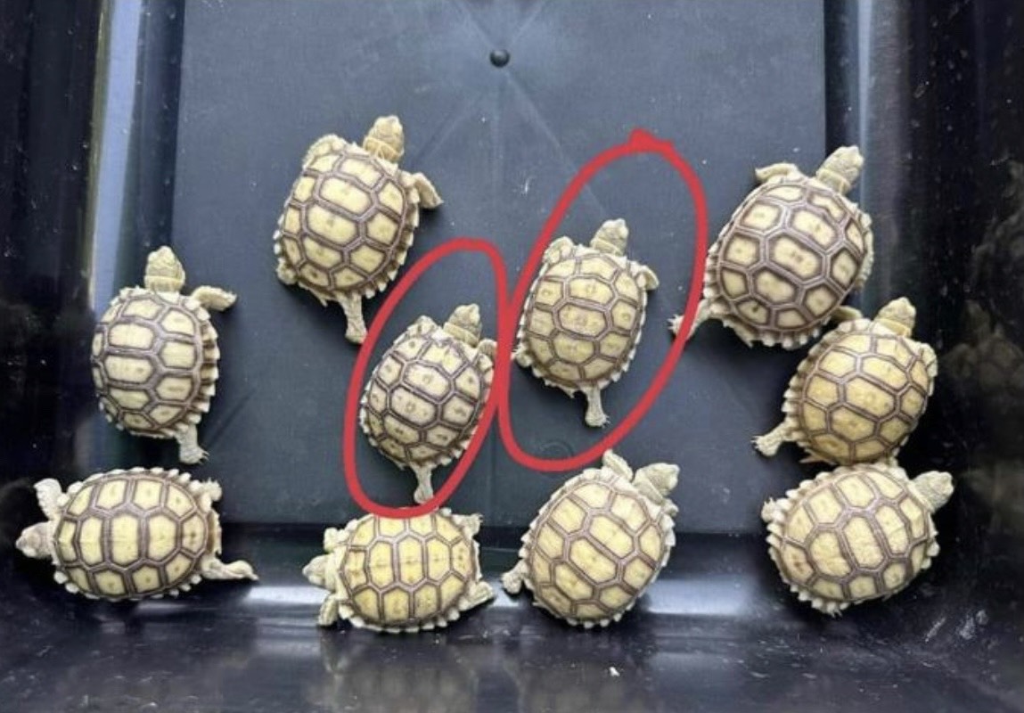 Kiểm tra sự linh hoạt rùa Sulcata khỏe mạnh Kiểm tra sự linh hoạt rùa Sulcata khỏe mạnh