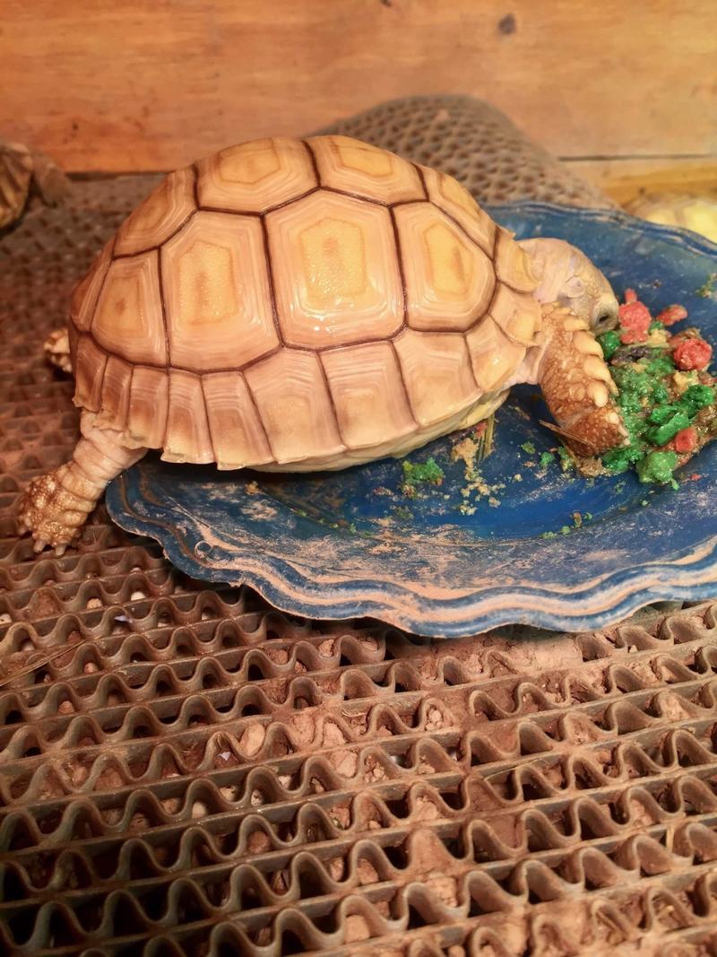 Lưu ý khi chọn rùa Sulcata Lưu ý khi chọn rùa Sulcata