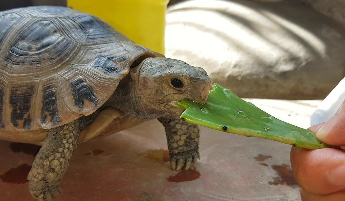 Nuôi Rùa Sulcata có bị cấm không? Nuôi Rùa Sulcata có bị cấm không?