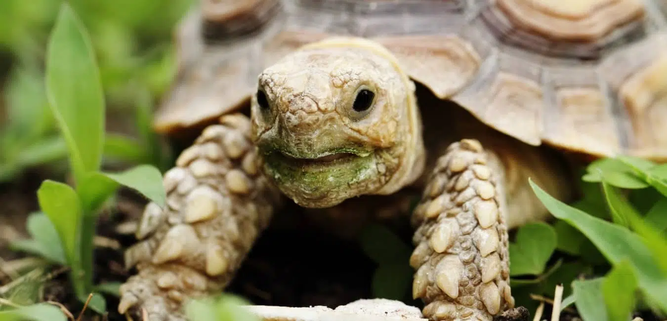 Điều kiện cho phép nhận nuôi Rùa Sulcata tại Việt Nam Điều kiện cho phép nhận nuôi Rùa Sulcata tại Việt Nam