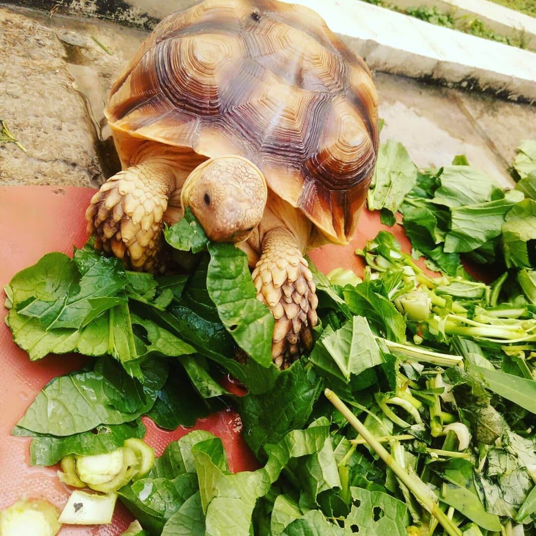 Rùa Sulcata ăn gì? Những thức ăn tốt nhất cho rùa Sulcata Rùa Sulcata ăn gì? Những thức ăn tốt nhất cho rùa Sulcata